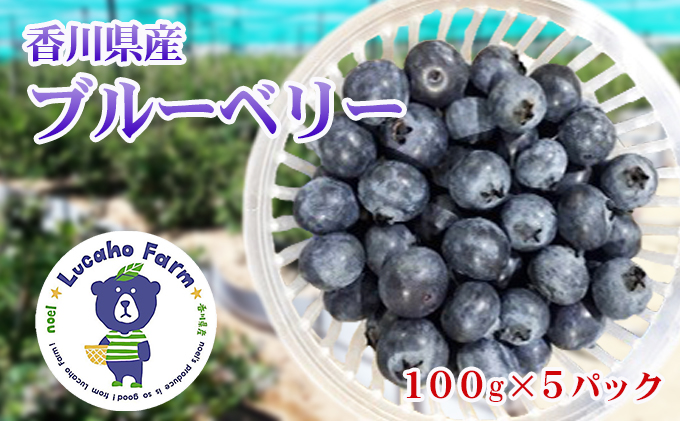 香川県東かがわ市のふるさと納税 Lucaho  Farm ブルーベリー（発送2025年6月～） 果物類 フルーツ