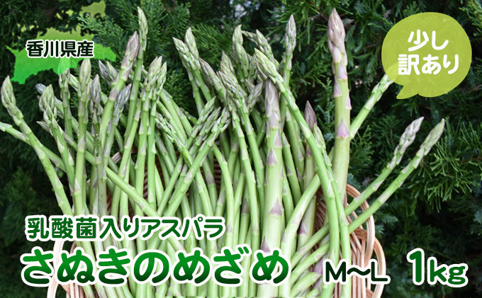 香川県東かがわ市のふるさと納税 令和8年産　はなまる農園の乳酸菌入りアスパラ「さぬきのめざめ」少し訳あり 1kg（M～L） 野菜セット 野菜 アスパラガス