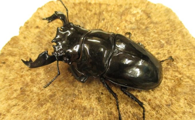 タランドゥスオオツヤクワガタ♂70ミリ前後・♀お任せ オス メス