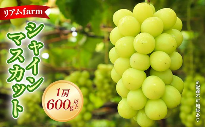 岡山県里庄町のふるさと納税 【 2026年 先行予約】 ぶどう 岡山県産 シャインマスカット 1房（600g以上） 《2026年7月下旬-8月中旬頃出荷》 葡萄 ブドウ フルーツ 果物 スイーツ 数量限定 期間限定 里庄町 リアム farm