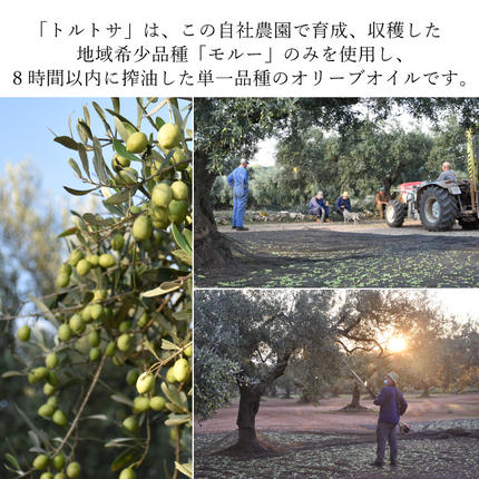岡山県瀬戸内市のふるさと納税 オリーブオイル エキストラバージン オリーブ オイル トルトサ 1本入箱 10セット 油 オリーブ油 食用油 調味料 セット ギフト 贈り物 2024年