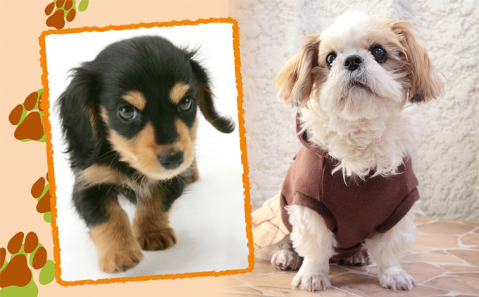 兵庫県加西市のふるさと納税 「ペット写真」かわいい”家族”をプロのスタジオで！ イベントやチケット等 思い出 しゃしん 記念撮影