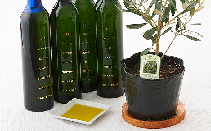 岡山県瀬戸内市のふるさと納税 EXV. オリーブオイル トルトサ ＆ オリーブ の 苗木 セット 食用油 エキストラバージンオリーブオイル 観葉植物