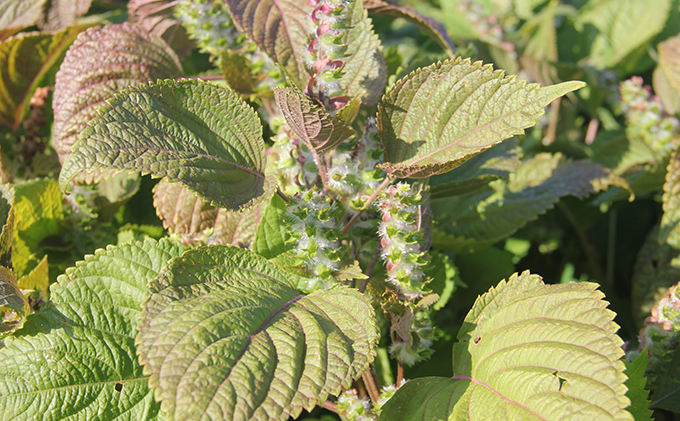 北海道洞爺湖町のふるさと納税 北海道 洞爺湖町産・えごま3点セット（生搾りえごま油・エゴマ粒・パウダー） 食用油