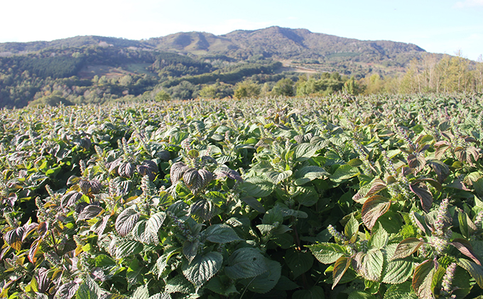 北海道洞爺湖町のふるさと納税 北海道 洞爺湖町産・えごま3点セット（生搾りえごま油・エゴマ粒・パウダー） 食用油