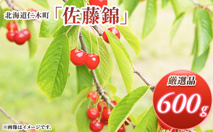 先行受付 北海道 仁木町産 さくらんぼ 佐