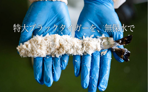 宮城県名取市のふるさと納税 無保水！特大エビフライ10本  惣菜 エビフライ 冷凍 エビフライ ブラックタイガー 揚げ物  特大 エビフライ サクサク エビフライ 揚げる 無保水 エビフライ