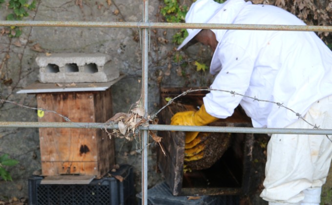 熊本県錦町のふるさと納税 はちみつ 無添加 非加熱 希少 球磨産  地蜂蜜 1kg ハチミツ