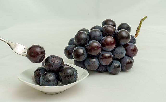 岡山県玉野市のふるさと納税 ぶどう 2026年 先行予約 ニュー ピオーネ 2房（合計約940g）化粧箱入り ブドウ 葡萄  岡山県産 国産 フルーツ 果物 ギフト