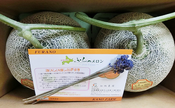 北海道富良野市のふるさと納税 【2026年7月～発送】富良野産 赤肉 メロン ≪ラベンダー付≫ 2玉 計3.6kg以上 北海道 富良野市 (加納農園) メロン フルーツ 果物 新鮮 甘い 贈り物 ギフト 道産 ジューシー おやつ ふらの ブランド 夏