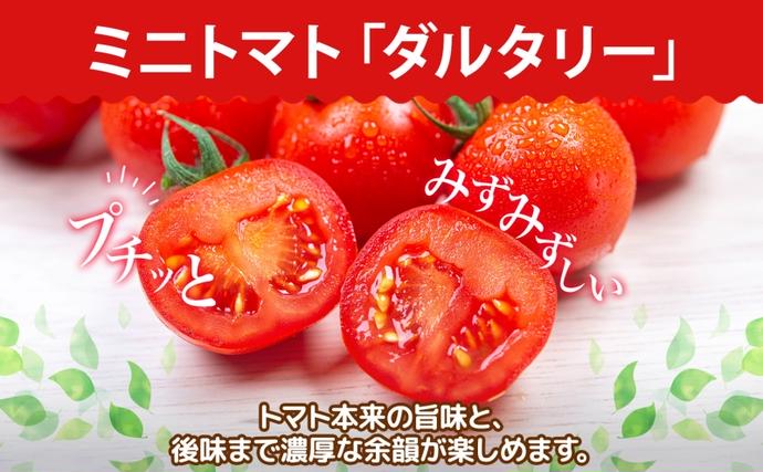 北海道洞爺湖町のふるさと納税 北海道 有機JAS認定 ミニトマト ダルタリー 150g×8パック 7月中旬～9月上旬頃にお届け 有機栽培 新鮮 旬 野菜 安心 安全 完熟 高糖度 濃厚 トマト 産地直送 農家直送 佐伯農園 送料無料 洞爺湖