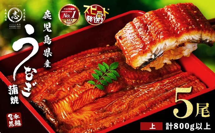 鹿児島県志布志市のふるさと納税 【志布志市制20周年記念】【10営業日以内に発送】鹿児島県産うなぎ蒲焼 名水慈鰻 5尾＜計800g以上＞ b8-043