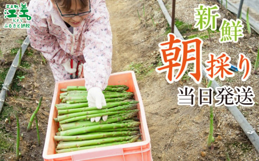 北海道江差町のふるさと納税 ＼春アスパラ 先行予約 2026年4月～順次出荷予定／北海道江差町産 アスパラガス【L～2Lサイズ】 1kg　約20本　太い！ 甘い！ ジューシー！　朝採り　農家直送　新鮮　鮮度保持　北海道　旬野菜　グリーンアスパラ　アスパラ　ギフト　贈答