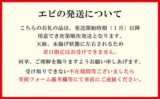 北海道江差町のふるさと納税 【セゾン限定寄附額】【期間限定＼漁があり次第、順次出荷中／】北海道産 違いが分かる天然日本海シマエビ 大サイズ 500g　色鮮やかで香りよし 濃厚な甘み 食べれば分かる格別の味！　国産　江差近海産　天然もの　エビかご漁師直送　最良品厳選　生食可　お刺身　天ぷら　エビフライ　海老