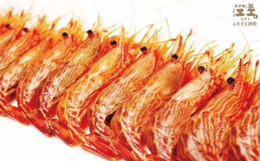 北海道江差町のふるさと納税 【セゾン限定寄附額】【期間限定＼漁があり次第、順次出荷中／】北海道産 違いが分かる天然日本海シマエビ 大サイズ 500g　色鮮やかで香りよし 濃厚な甘み 食べれば分かる格別の味！　国産　江差近海産　天然もの　エビかご漁師直送　最良品厳選　生食可　お刺身　天ぷら　エビフライ　海老