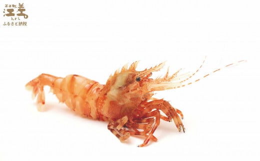 期間限定＼漁があり次第、順次出荷中／】北海道産 「幻のえび」希少な