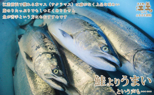 船上活〆北海道日本海産 本マス〈サクラマス〉ルイベ〈冷凍刺身〉6