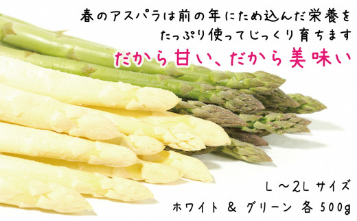 北海道江差町のふるさと納税 【春芽 順次発送中】2025年 北海道江差町産 「春」のアスパラ２色食べくらべセット 計1kg　ホワイトアスパラ 500g ＆ グリーンアスパラ 500g　L～2Lサイズ　朝採り　農家直送　みずみずしい　新鮮　アスパラガス
