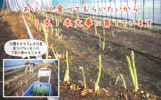 北海道江差町のふるさと納税 【春芽 順次発送中】2025年 北海道江差町産 「春」のアスパラ２色食べくらべセット 計1kg　ホワイトアスパラ 500g ＆ グリーンアスパラ 500g　L～2Lサイズ　朝採り　農家直送　みずみずしい　新鮮　アスパラガス