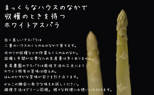 北海道江差町のふるさと納税 【春芽 順次発送中】2025年 北海道江差町産 「春」のアスパラ２色食べくらべセット 計1kg　ホワイトアスパラ 500g ＆ グリーンアスパラ 500g　L～2Lサイズ　朝採り　農家直送　みずみずしい　新鮮　アスパラガス