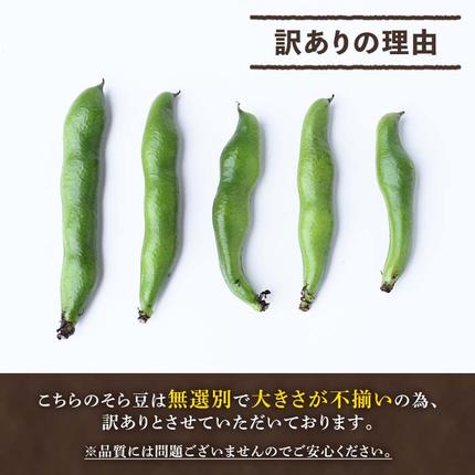 鹿児島県阿久根市のふるさと納税 ＜先行予約受付中！2026年4月下旬以降順次発送予定＞訳あり！鹿児島県阿久根市産そら豆(4kg) 野菜 旬 春野菜 訳アリ 国産 鹿児島県産 阿久根市産 そら豆 ソラマメ おつまみ【黒坂青果】akn049-03