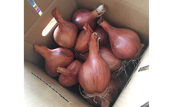 2025年10月中旬～発送】希少！香味 野菜 ベルギーエシャロット ふらの