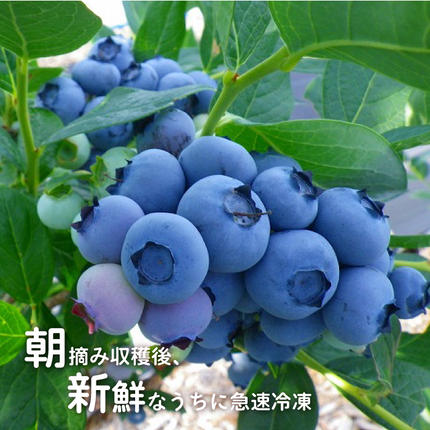 島根県邑南町のふるさと納税 【先行予約】冷凍 有機ブルーベリー 1.2kg（400g×3袋）