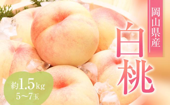 岡山県赤磐市のふるさと納税 桃 2026年 先行予約 赤磐の 白桃 約1.5kg 5～7玉 JA晴れの国 糖度センサー選果 もも モモ 岡山県 赤磐市産 国産 フルーツ 果物 ギフト デザート 果肉