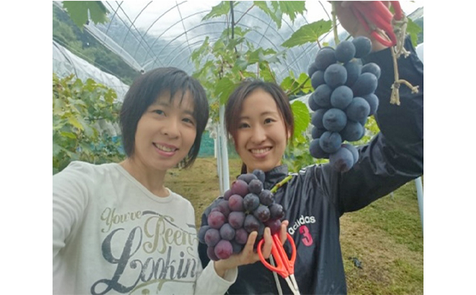 岡山県高梁市のふるさと納税 ニュー ピオーネ 1kg前後 2房 葡萄 フルーツ 岡山 高梁市産 ぜきお農園 ぶどうclub 2026年 先行予約 果物