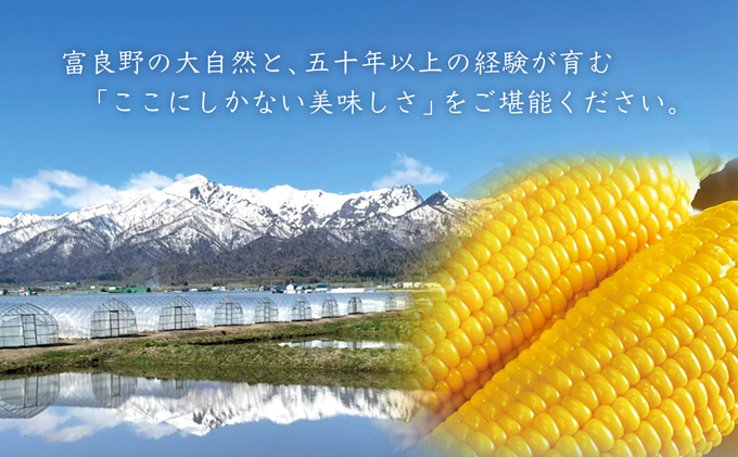 北海道富良野市のふるさと納税 【2026年7月中旬～発送】朝もぎ とうもろこし 恵味 めぐみ 20本 L-2L 北海道 富良野市 (大島農園)