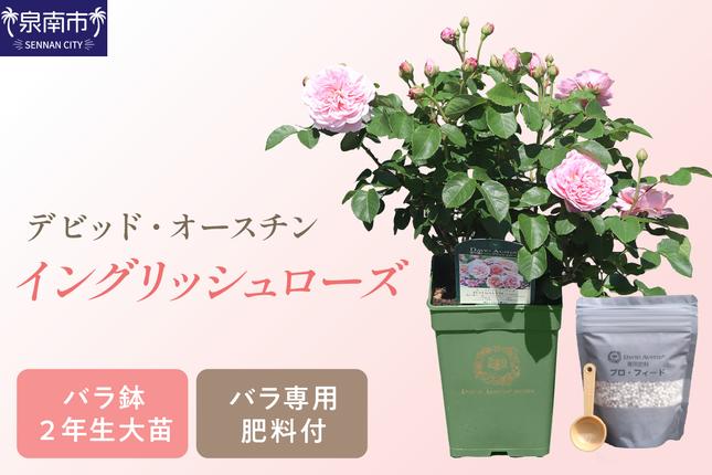 イングリッシュローズ】 デビッド・オースチン バラ鉢苗 （バラ専用