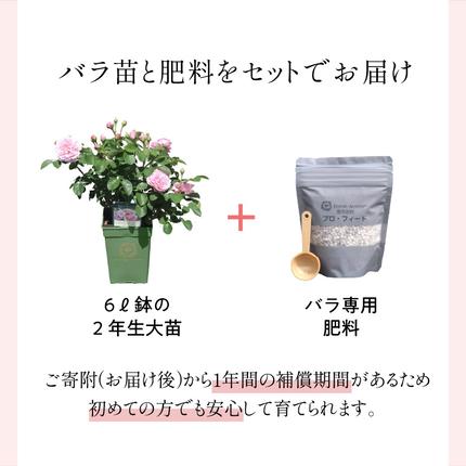 イングリッシュローズ】 デビッド・オースチン バラ鉢苗 （バラ専用