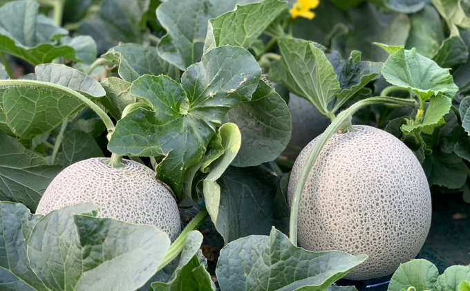 北海道富良野市のふるさと納税 【2026年7月中旬～発送】ふらのメロン 赤肉 4～5玉 計8kg以上 北海道 富良野市 (大島農園)