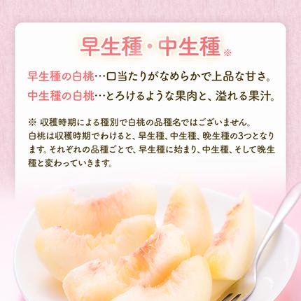 岡山県玉野市のふるさと納税 桃 2026年 先行予約 岡山 白桃 ロイヤル 4～6玉 約1kg JA おかやま のもも（早生種・中生種） もも モモ 岡山県産 国産 フルーツ 果物 ギフト