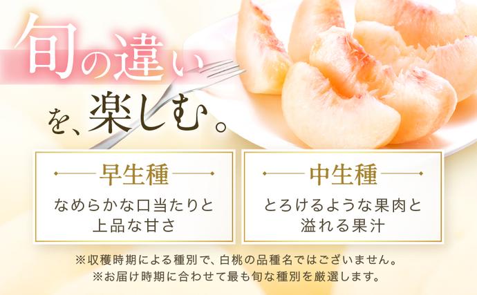 岡山県瀬戸内市のふるさと納税 桃 2026年 先行予約 岡山 白桃 ロイヤル  約1kg 4～6玉 JAおかやまのもも（早生種・中生種） もも モモ 岡山県産 国産 フルーツ 果物 ギフト