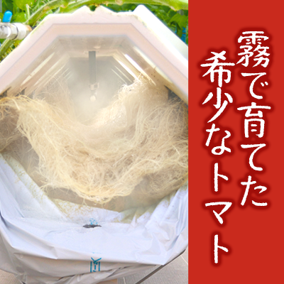 兵庫県西脇市のふるさと納税 【血圧が気になるあなたに！機能性表示食品】 霧のGABAトマト 300ｇ×12パック  兵庫県 西脇市 霧のいけうち トマト 野菜 青果 希少 GABA 甘い 甘味 酸味