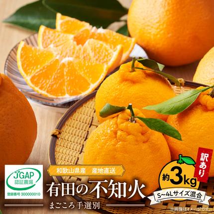 ZE6378n_有田の不知火(しらぬひ) 