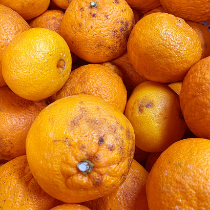 和歌山県湯浅町のふるさと納税 ZE6378n_有田の不知火(しらぬひ) 【訳あり　家庭用】　3kg (S～4Lサイズ混合)まごころ手選別