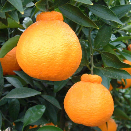 和歌山県湯浅町のふるさと納税 ZE6378n_有田の不知火(しらぬひ) 【訳あり　家庭用】　3kg (S～4Lサイズ混合)まごころ手選別