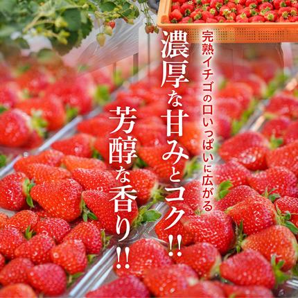 愛知県碧南市のふるさと納税 （予約受付中）【12月以降順次発送】まるで赤いサファイア!!丹精込めた完熟いちご!! 約450g H130-012