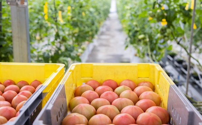岡山県瀬戸内市のふるさと納税 期間限定【産地直送】瀬戸内はれトマト（桃太郎トマト）9玉 約1.3kg 野菜 夏野菜 リコピン 岡山県産 サラダ 料理 緑黄色野菜