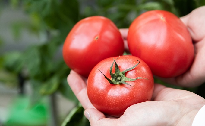 岡山県瀬戸内市のふるさと納税 期間限定【産地直送】瀬戸内はれトマト（桃太郎トマト）9玉 約1.3kg 野菜 夏野菜 リコピン 岡山県産 サラダ 料理 緑黄色野菜