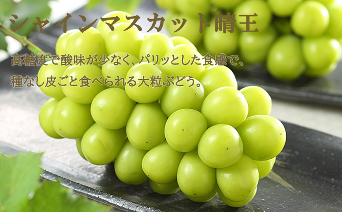 ぶどう 2026年 先行予約 ニュー ピオーネ 1房 約500g シャイン