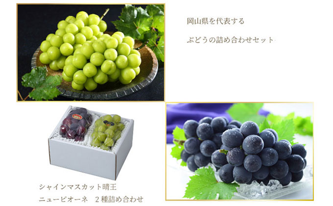 ぶどう 2026年 先行予約 ニュー ピオーネ 1房 約500g シャイン