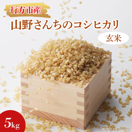 茨城県行方市のふるさと納税 ★令和8年度産★山野さんちのコシヒカリ 5kg(玄米)｜米 お米 こめ こしひかり コシヒカリ 令和8年産 R8年産 新米 玄米 茨城県 行方市(BR-6-2)