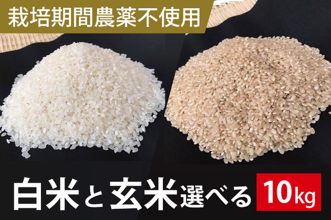 茨城県行方市のふるさと納税 BI-61　【2026年9月下旬より順次発送】★栽培期間農薬不使用★こしひかり 10kg（白米または玄米）