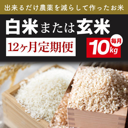 茨城県行方市のふるさと納税 【2026年9月下旬より順次発送】【12ヶ月定期便】【できるだけ農薬を減らして作ったお米】令和8年産こしひかり 10kg(白米または玄米)｜米 こしひかり 新米 定期便(BI-86)