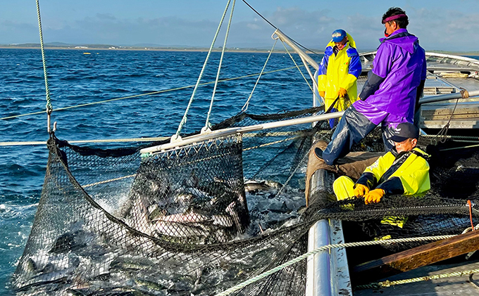 北海道枝幸町のふるさと納税 北隆丸 めじか鮭塩麹漬け4切 オホーツク枝幸産【 鮭 サケ サーモン 切り身 干物 魚貝類 魚介類 漬け 漬魚 塩漬け 加工食品 北海道 オホーツク 枝幸 】