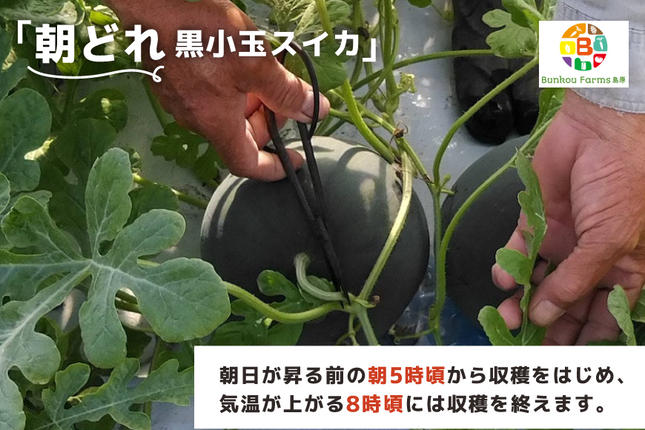 長崎県島原市のふるさと納税 BE275 【令和8年度出荷分】 黒小玉スイカ「ひとりじめBonBon」 5kg(1.7kg以上×2～3玉) ～名水百選の里 島原産～ [ Bunkou Farms 島原 合同会社 島原市 ]