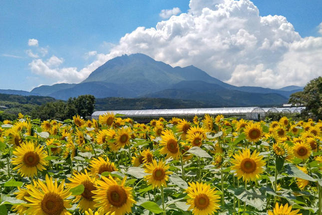 長崎県島原市のふるさと納税 BE275 【令和8年度出荷分】 黒小玉スイカ「ひとりじめBonBon」 5kg(1.7kg以上×2～3玉) ～名水百選の里 島原産～ [ Bunkou Farms 島原 合同会社 島原市 ]